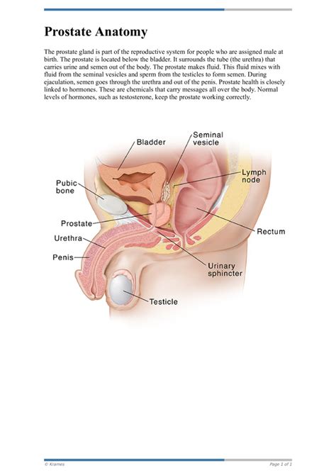 Text Prostate Anatomy Healthclips Online