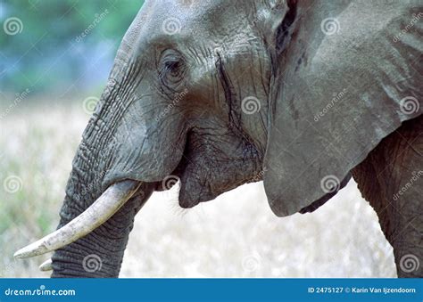 Elephant Smiling Royalty Free Stock Photography Image 2475127