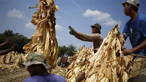 Child workers as young as 7 getting sick on U.S. tobacco farms, report says - CBS News