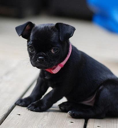 Chug Dog (Chihuahua Pug Mix) Info, Temperament, Grooming, Training ...