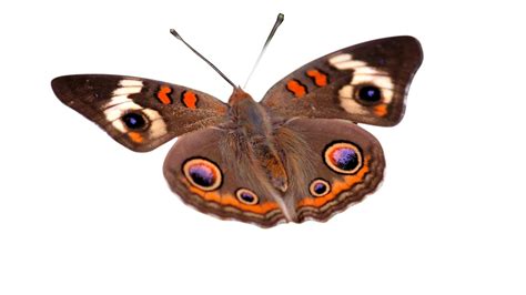 Imagenes Png Fondo Transparente Mariposas