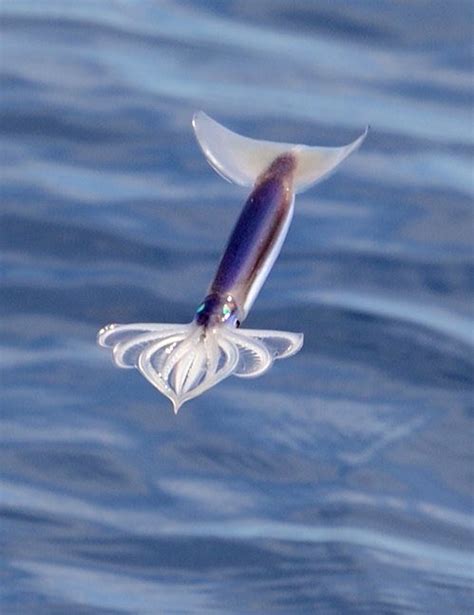 Japanese Flying Squid