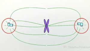 Mitotic Spindle | Definition, Formation & Function - Lesson | Study.com