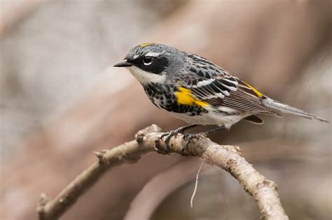 Mitochondrial Mysteries And Splitting Lumping Yellow Rumped Warblers