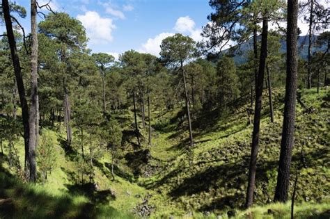 Los bosques de Chichinautzin Ajusco En peligro de extinción