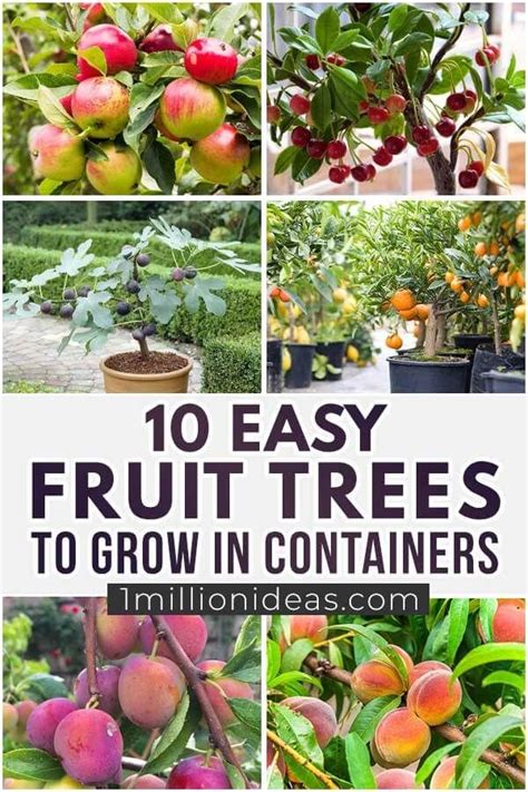 Easy Fruits To Grow In Pots Back Gardener