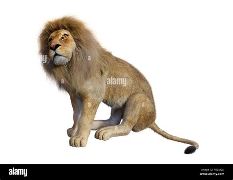 D Rendering Male Lion On White Stock Photo Alamy