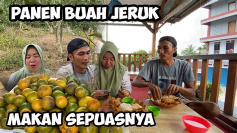 Vlog Bersama Istri Panen Buah Jeruk Gratis Masuk Keluar Bayar Bisa