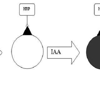 Scheme Of Antibody Directed Enzyme Prodrug Therapy Adept With