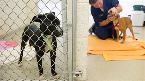 Humane Society Rescues Dogs From Puerto Rico