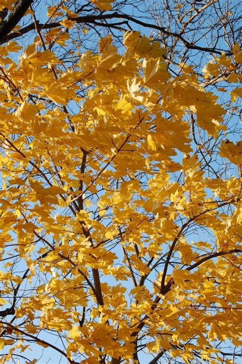 Free Images Branch Sky Sunlight Leaf Fall Flower Roof Building