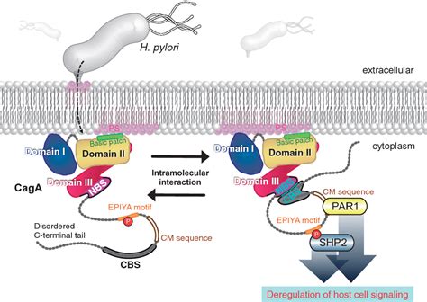 Structure And Function Of Helicobacter Pylori Caga The First