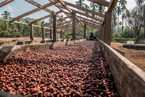 Drying Cocoa Beans Malekula Vanuatu License Image