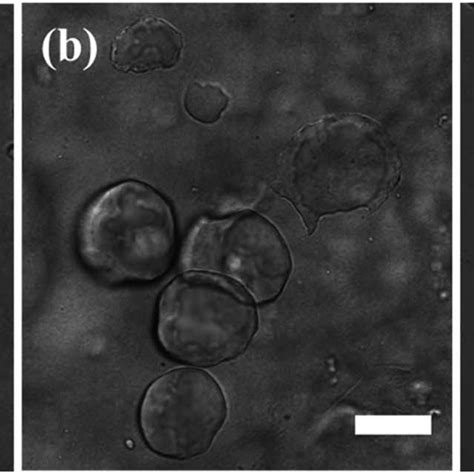 Confocal microscopy images of Pickering emulsion droplets recorded... | Download Scientific Diagram