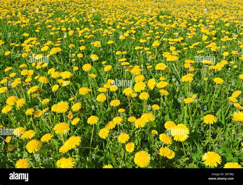 Field Of Dandelions Stock Photo Alamy