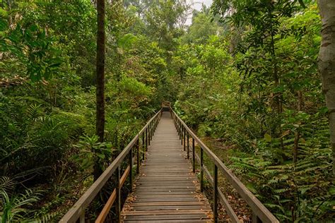 A hike around macritchie reservoir and the hsbc treetop walk singapore ...