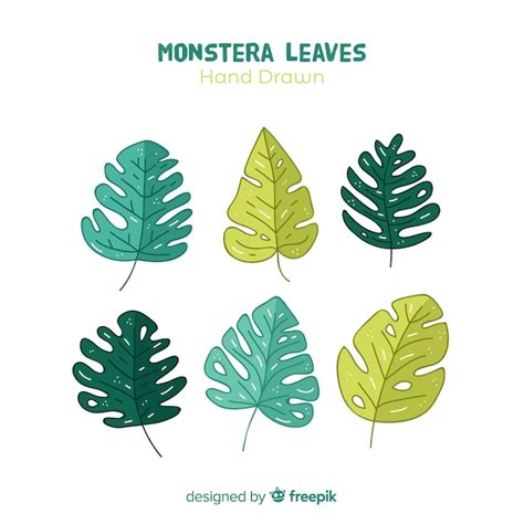 Hojas De Monstera Dibujadas A Mano Vector Gratis