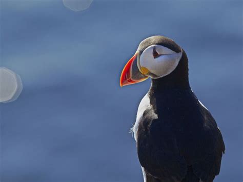 Puffin Express From Reykjavik