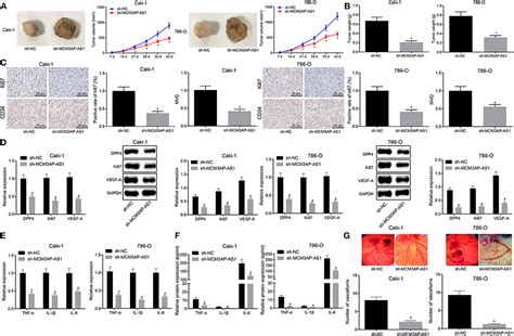 Frontiers Pro Angiogenic And Pro Inflammatory Regulation By Lncrna