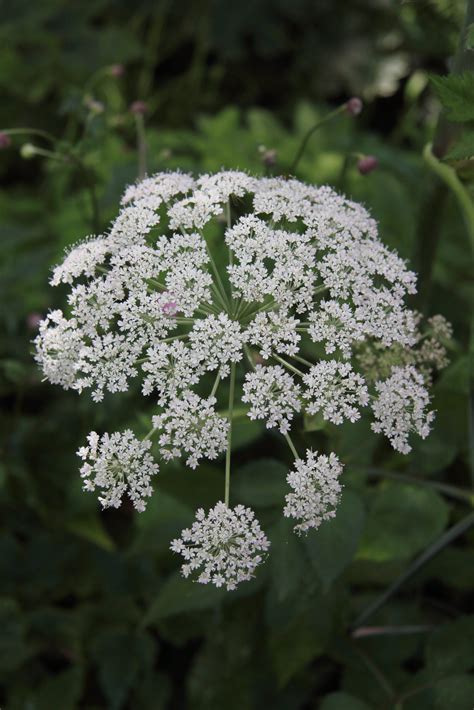 japanese angelica tree 7