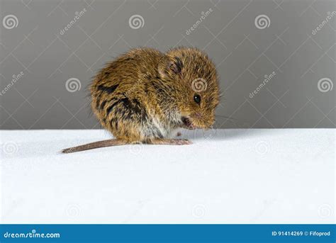 Close Up On Wild Brown Field Mouse Licking Its Hands Stock Image