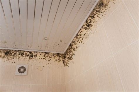 How To Identifying Black Mold How To Remove And Prevent It