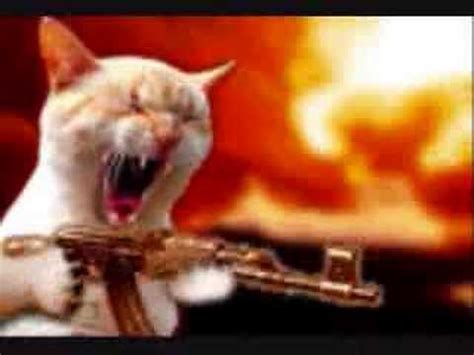 Cat with a gun - YouTube