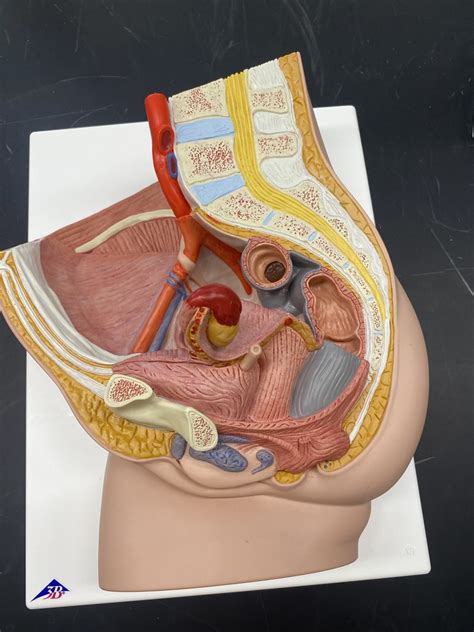 Female Pelvis Diagram Quizlet