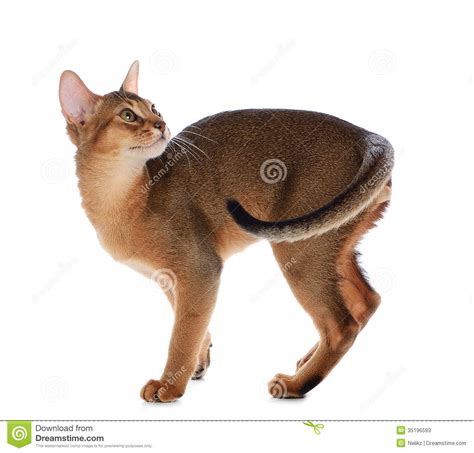 Gato Novo Abyssinian Isolado No Fundo Branco Imagem De Stock Imagem