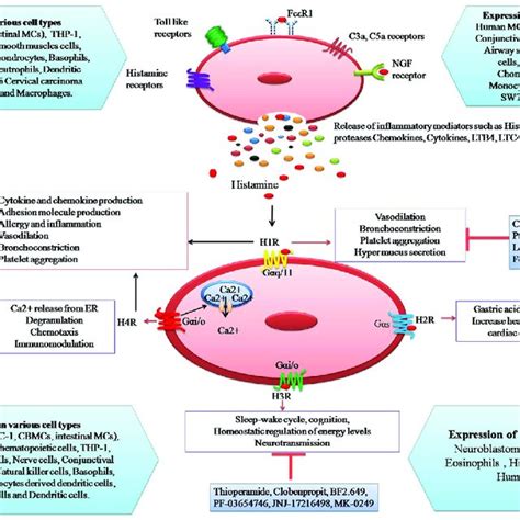 Release Histamine In Mast Cells