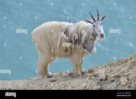 Mountain Goat - Oreamnos americanus Stock Photo - Alamy