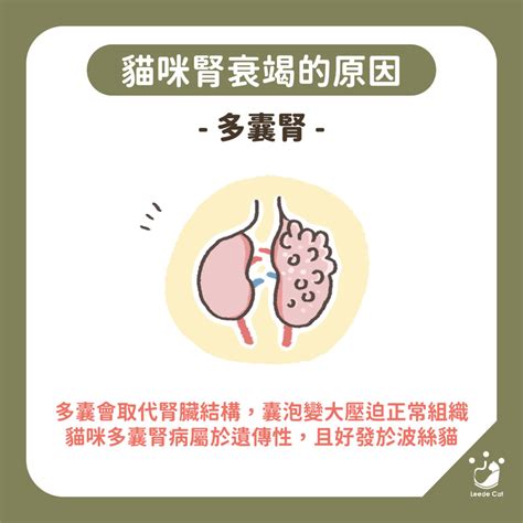 【貓咪照護】認識貓咪腎臟病，慢性腎臟疾病照護方式總整理 里德貓砂leedecat