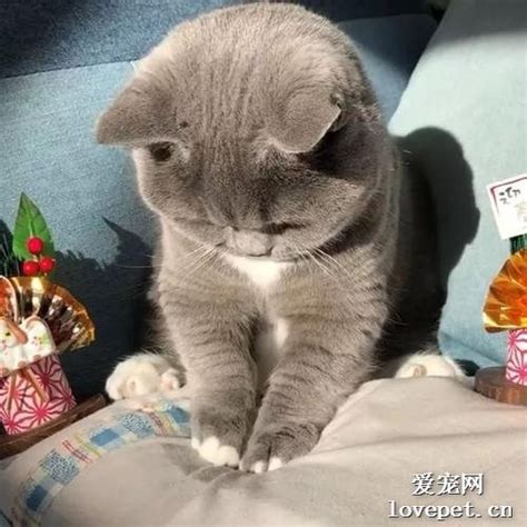 怎么让猫咪意识到自己做错了 爱宠网