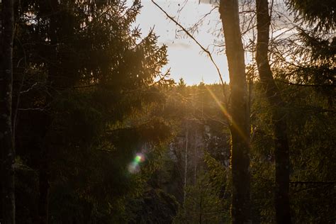 Landscape Photography of Green Leaf Trees · Free Stock Photo