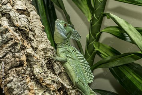 Green Basilisk Lizard Running On Water Hd