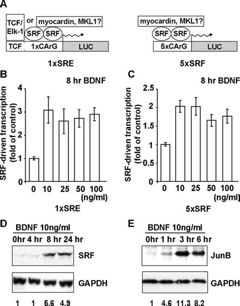 Bdnf Activates Srf Driven Transcription Independently Of Tcf Elk A