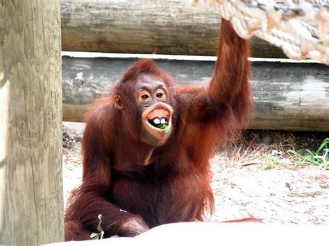 Orangutan Laughing | Orangutan, Primates, Animals wild