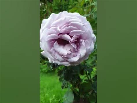 Роза Love Song #розы #бодровцветовод #розывсаду #carruthroses #garden # ...