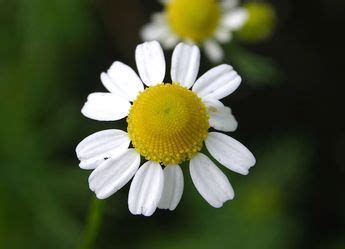 Matricaire camomille informations Fleurs sauvage du Québec