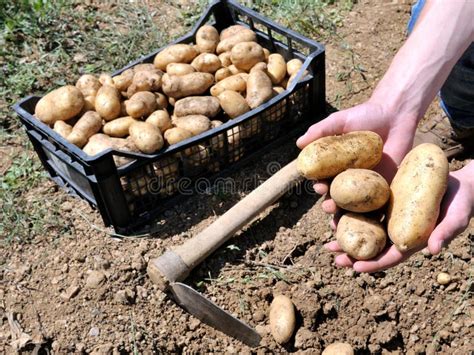 Raccolta Delle Patate Fotografia Stock Immagine Di Patate 55654222