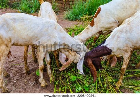 Close Barbari Goat Eating Grass Farm Stock Photo 2208400641 Shutterstock