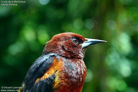 Martinique Oriole Pictures Page 1