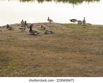 5,339 Barnacle Goose Images, Stock Photos & Vectors | Shutterstock