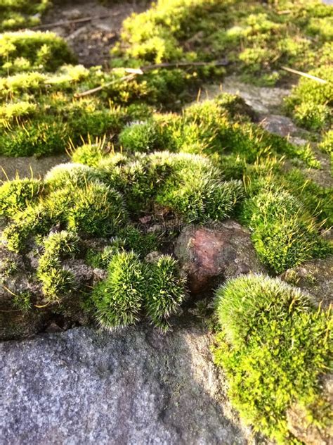 Bristly Haircap Moss Stock Image Image Of Nature Plant 11654861