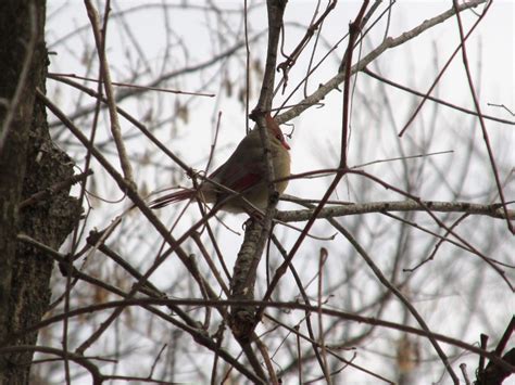 A Bird Walk At Pratt Pratt Nature Center