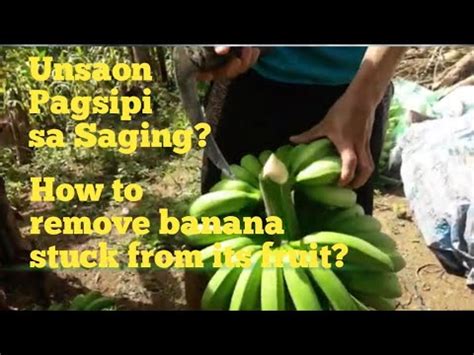 Harvesting 45 Bunches Of Banana Lakatan How To Remove Banana Stuck