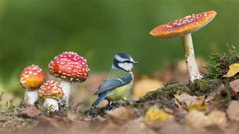 Royaume Uni Les Plus Belles Photos De Faune Sauvage Et De Nature