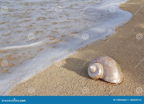 Schnecke Shell Auf Dem Strand Stockfoto Bild Von Wasser Meer 19894668