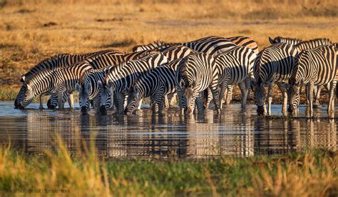 Great Migration at Masai Mara - Darter Photography