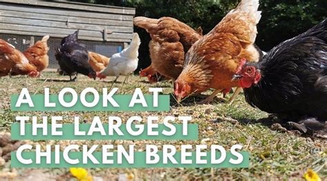 Biggest Chicken Breed